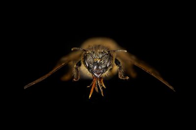 8-Apidae-Apis-option-1.jpg