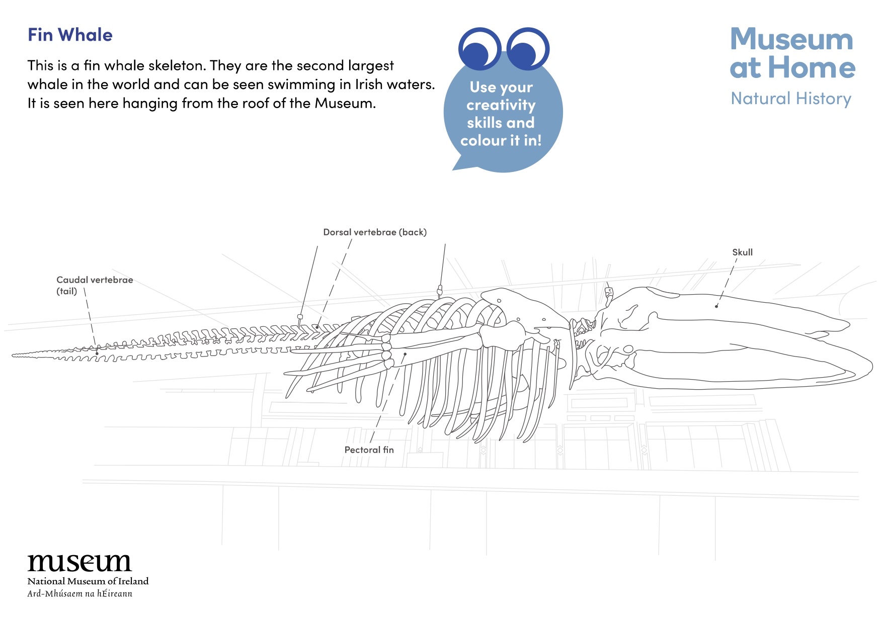 Fin-whale-colouring-sheet-FINAL-web_1_page-0001.jpg