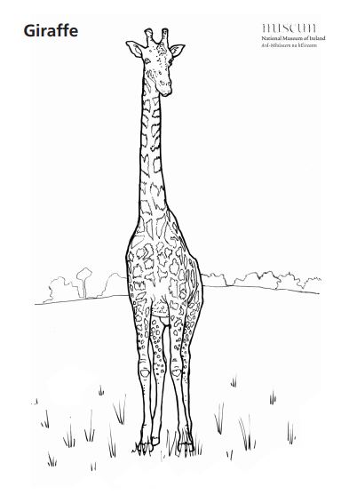 GiraffeColouringSheet.jpg