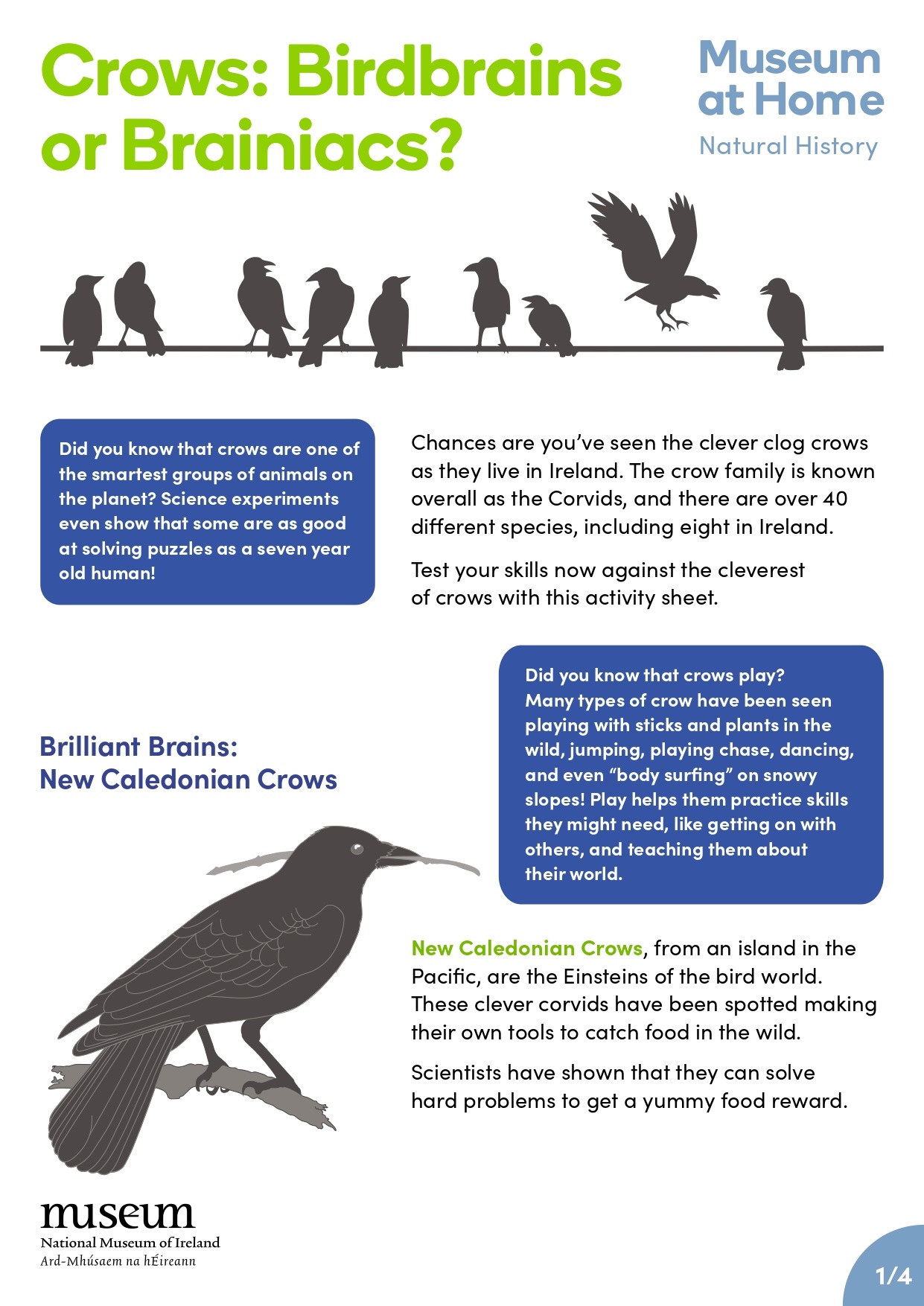 Crows_-Birdbrains-or-Brainiacs-Activity-Sheet_page-0001.jpg
