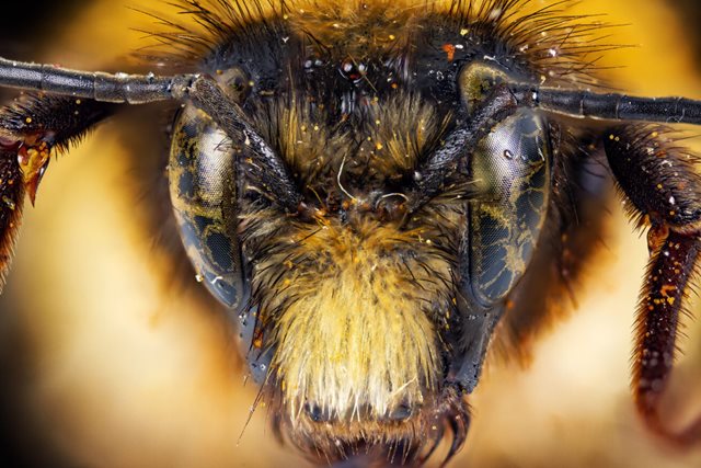 Great Yellow Bumblebee 