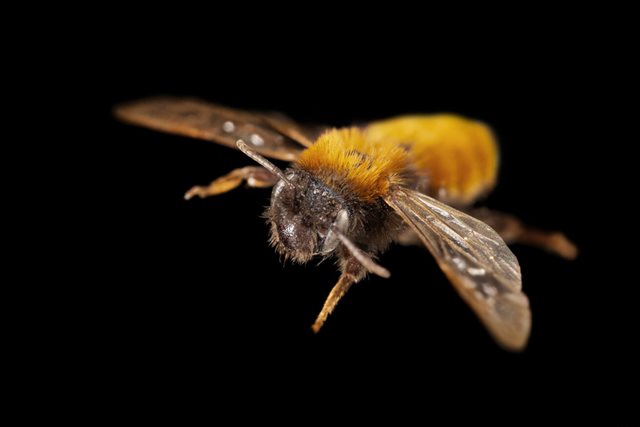 Tawny Mining Bee 