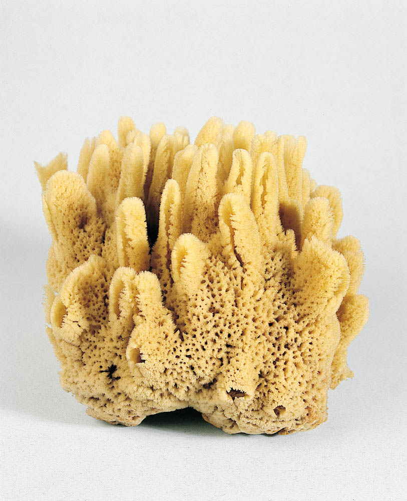 Sea Sponge National Museum Of Ireland